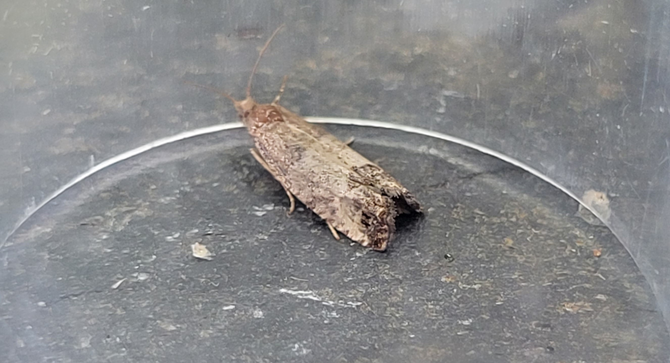 Photo of Bud Moth (Spilonota ocellana)